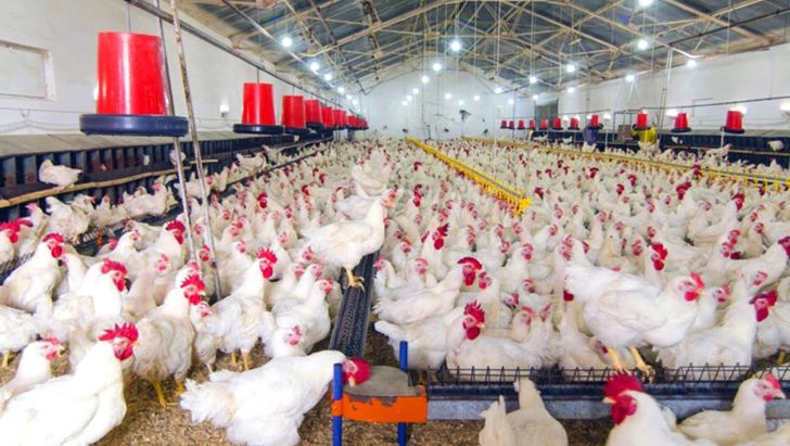صنعت مرغداری آذربایجان‌شرقی بیشترین تأثیر را از کرونا دیده است